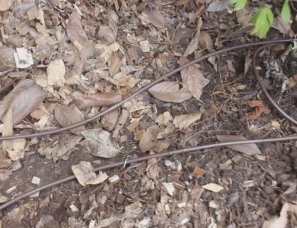 Drip irrigation drip line hose installed in a garden bed for water-efficient garden irrigation