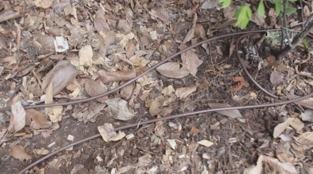 Drip irrigation drip line hose installed in a garden bed for water-efficient garden irrigation