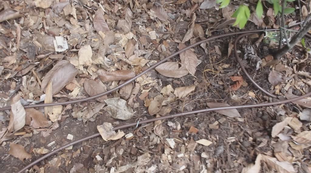 Drip irrigation drip line hose installed in a garden bed for water-efficient garden irrigation