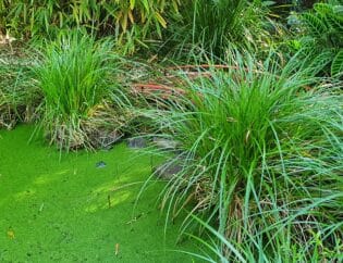 A lush planting of green Lomandra grass tufts growing naturally around the curved edge of a tranquil garden pond.