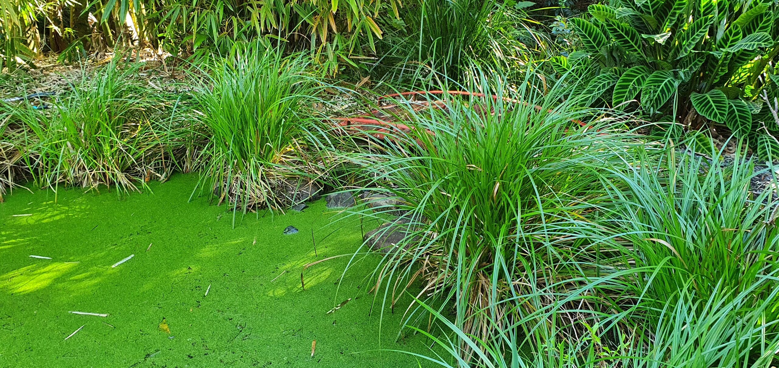 A lush planting of green Lomandra grass tufts growing naturally around the curved edge of a tranquil garden pond.