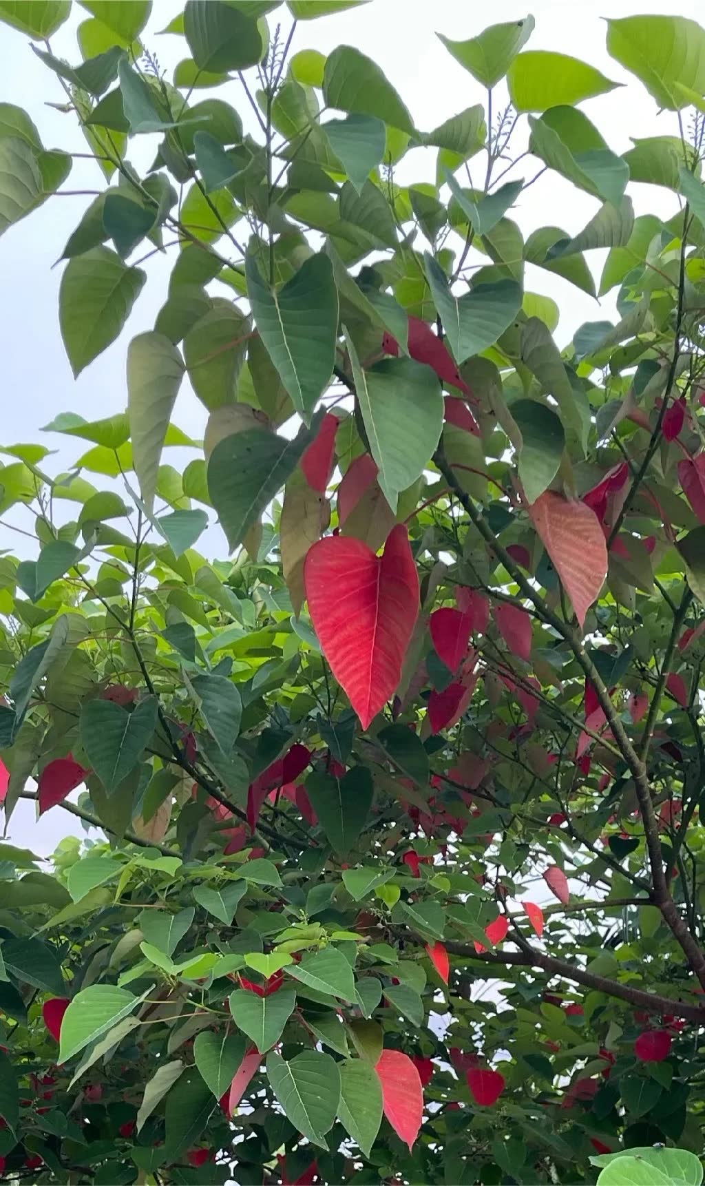 Bleeding Heart Tree Leaves