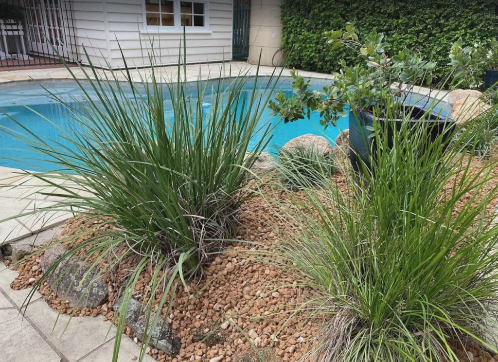 A modern swimming pool surrounded by clumping green Lomandra plants in a garden bed. The strappy, grass-like foliage provides a lush, low-maintenance border along the pool's edge.