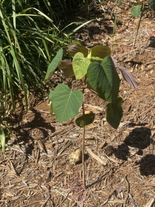Growing the Bleeding Heart Tree: A Guide to This Australian Native ...