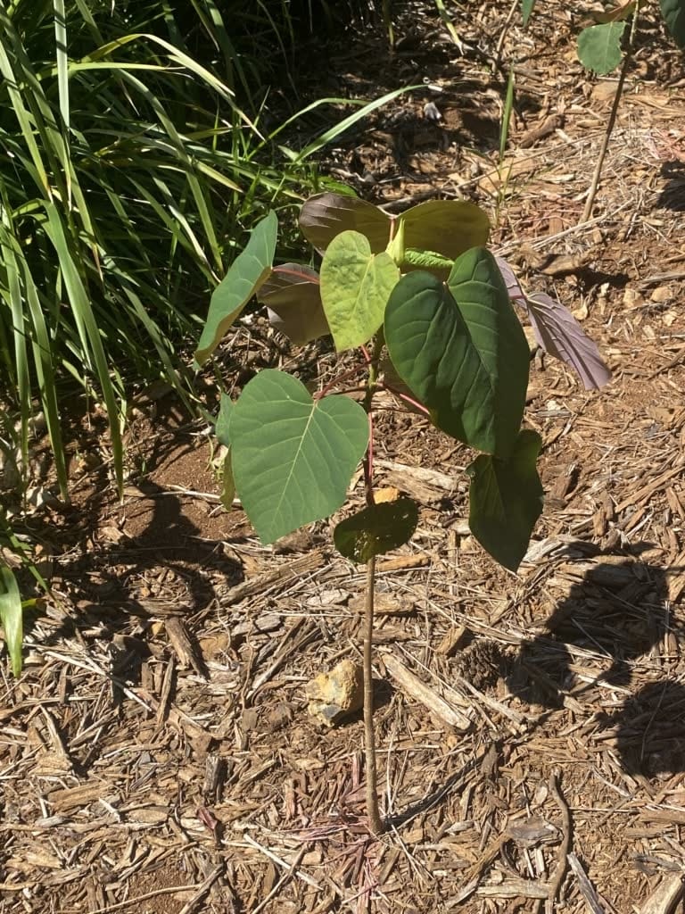 Young Bleeding Heart Tree