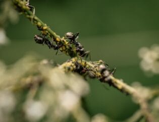 Black ants tending a cluster of yellow and dark aphids on a green plant stem, with soft white flowers blurred in the background.