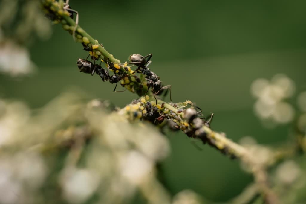 Black ants tending a cluster of yellow and dark aphids on a green plant stem, with soft white flowers blurred in the background.