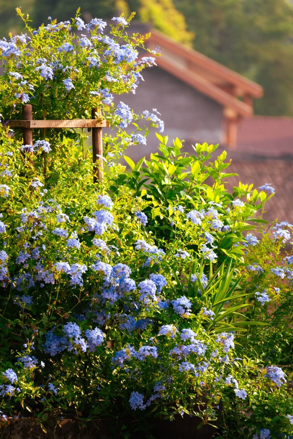 Cape Plumbago Climber