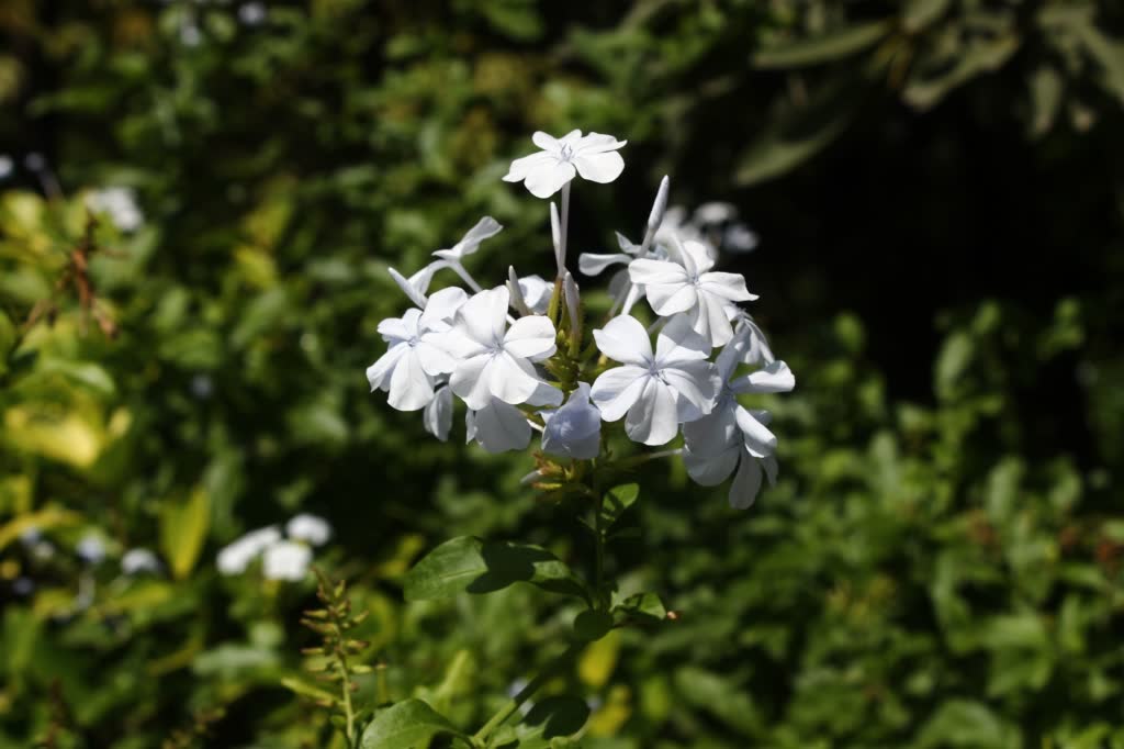 Plumbago Alba