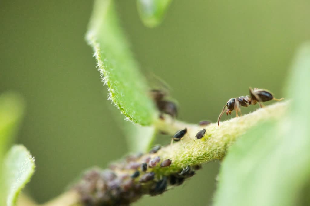 Black ants tending a cluster of yellow and dark aphids on a green plant stem, with soft white flowers blurred in the background.