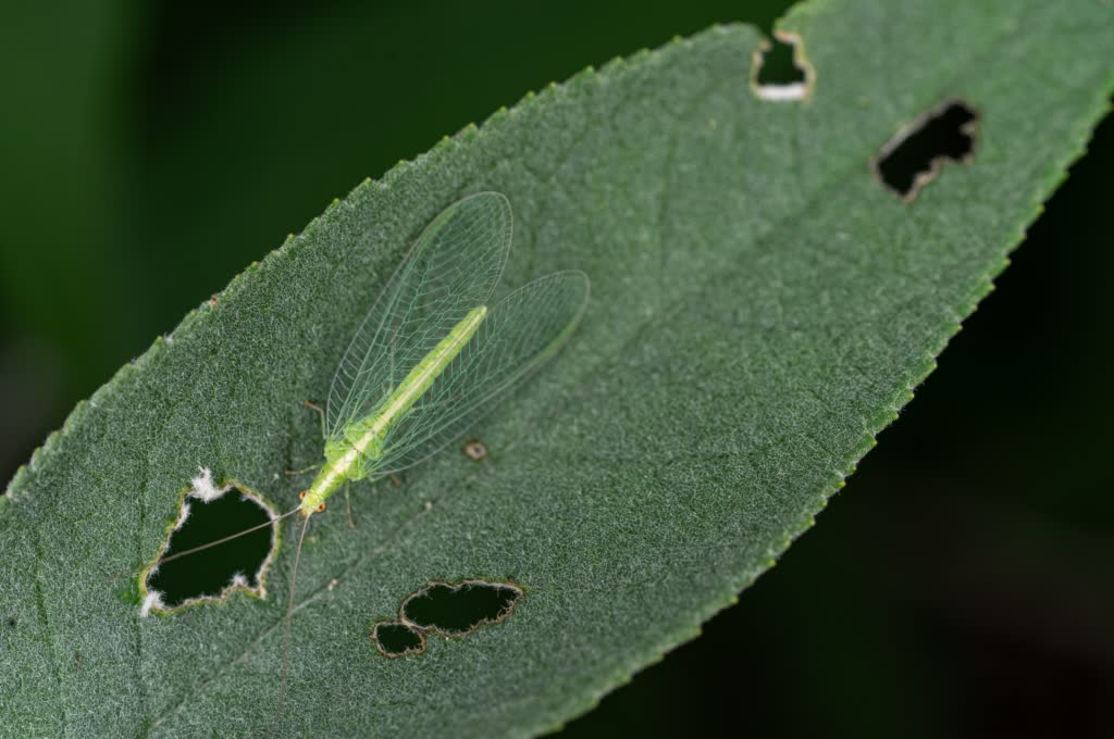An adult green lacewing with long antennae and clear, finely veined wings resting on a serrated green leaf that has several chewed holes.