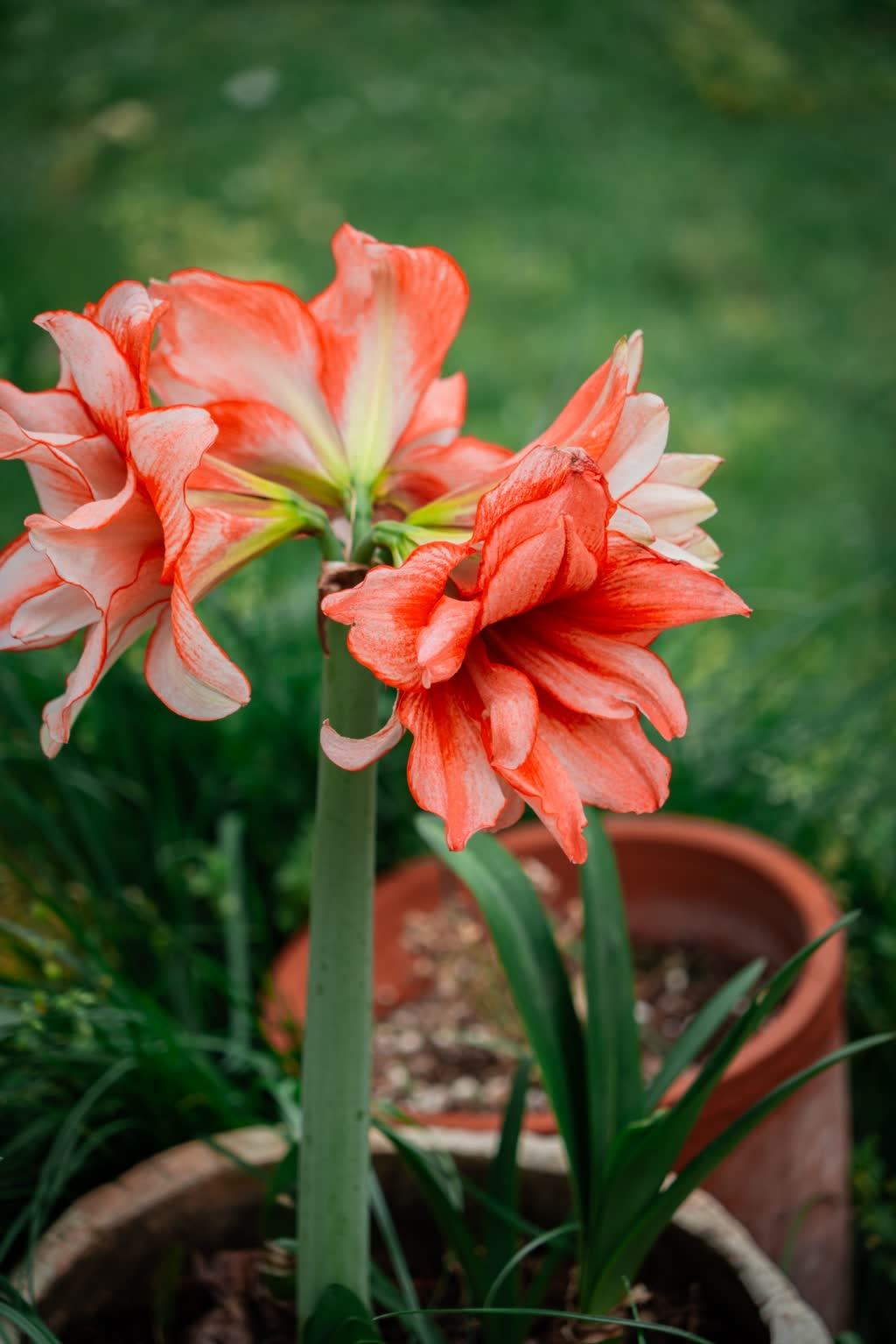 Hippeastrums in pots Double-flowered hippeastrum with ruffled coral-red and white petals on a tall stem, growing in a terracotta pot