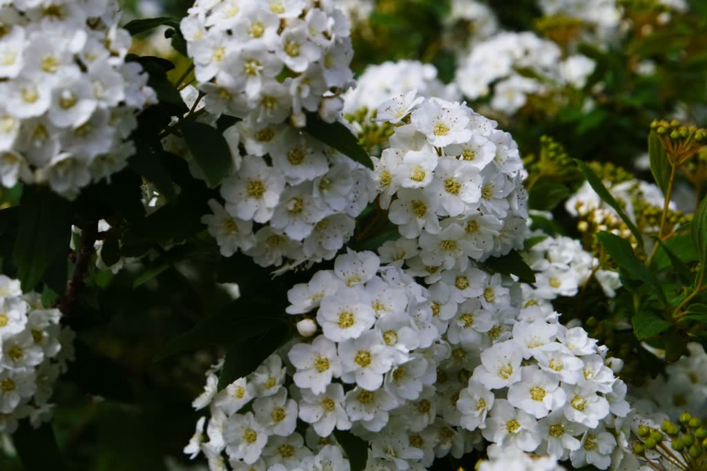 May Bush Flowers May Bush Flowers