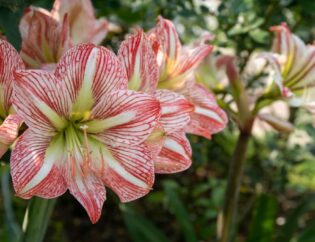Red and white striped hippeastrum flowers with pale green throats blooming in a garden