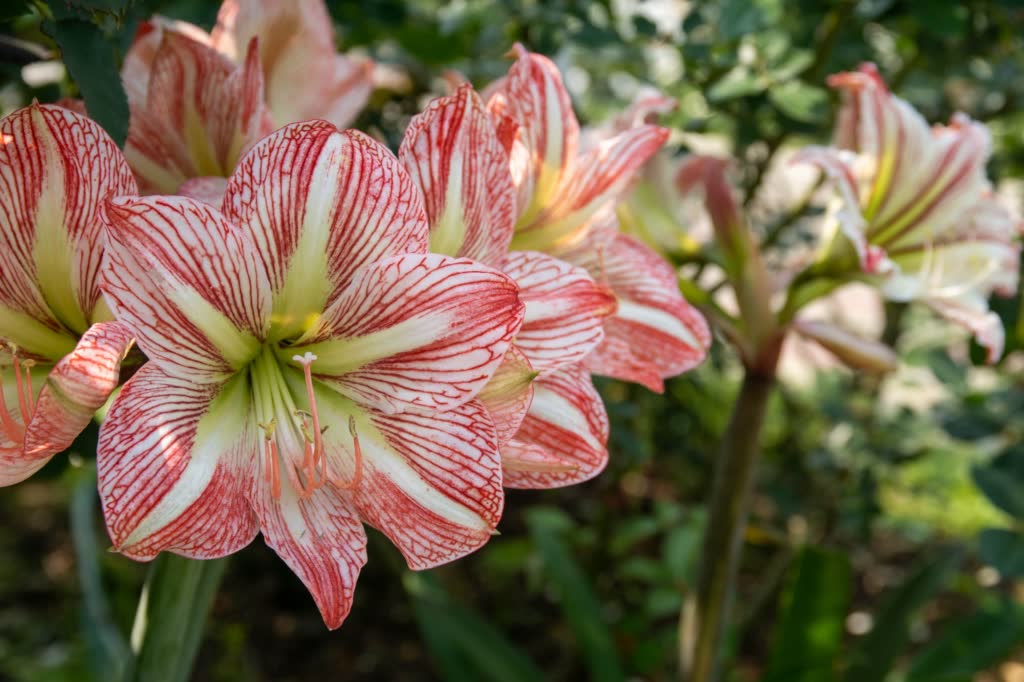 Red and white striped hippeastrum flowers with pale green throats blooming in a garden