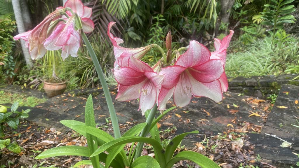 hippeastrums Pink and white hippeastrum flowers dotted with raindrops, with a second flower stem and unopened buds, beside a stone garden pat
